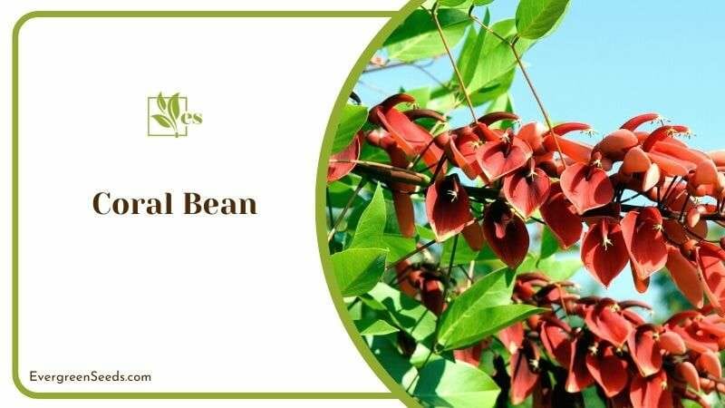 Coral Bean Plants in Zone 9b
