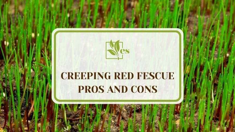 Creeping Red Fescue Pros And Cons What You Need To Know Evergreen Seeds