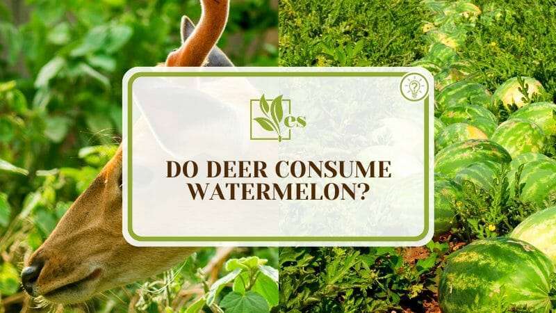 Deer Eating Green Watermelons
