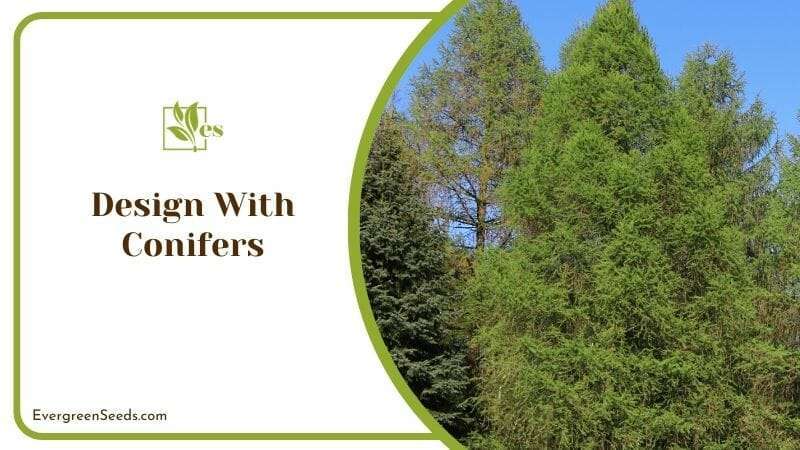 Design With Conifers