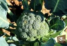 Details of Cauliflower Growing Stages