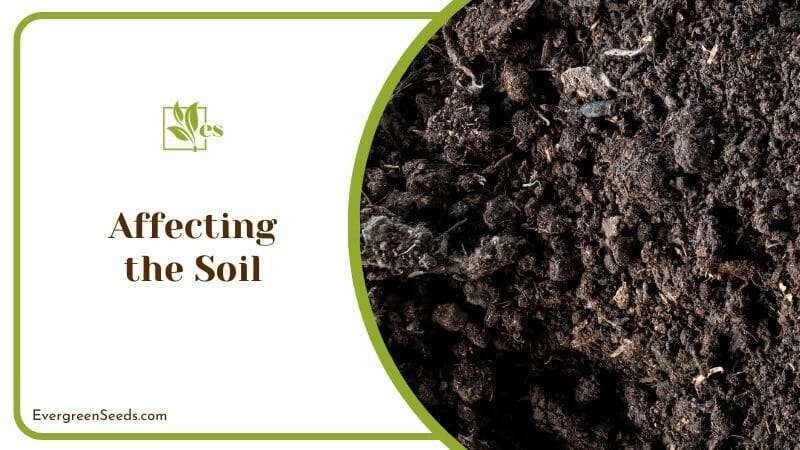 Diesel Affects the Soil Badly