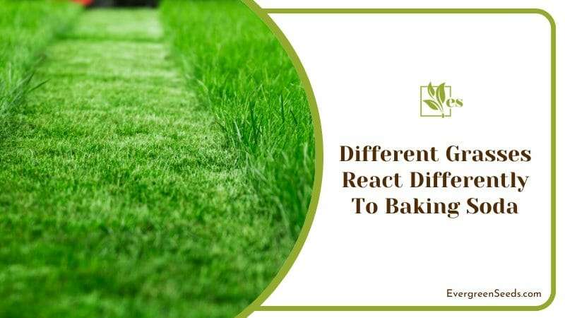 Different Grasses React Differently To Baking Soda