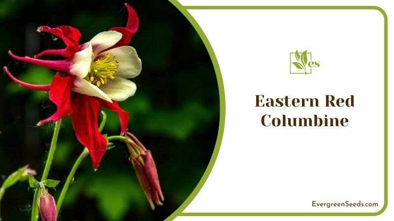 Eastern Red Columbine Plant