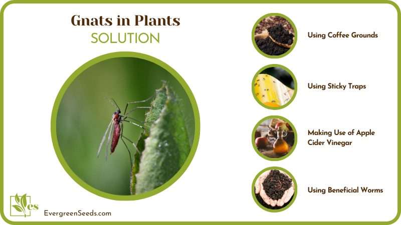 Eliminate Gnats in Plants