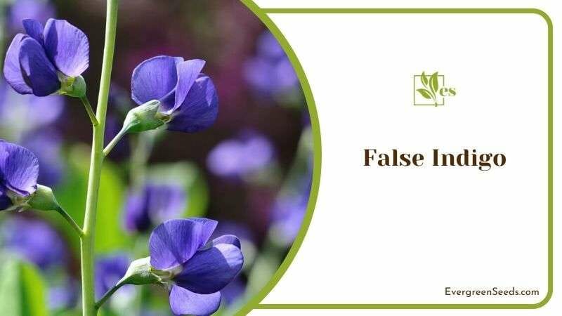False Indigo Plants