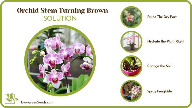 Fix Brown Orchid Stem