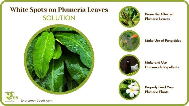 Fix the White Spots on Your Plumeria Leaves