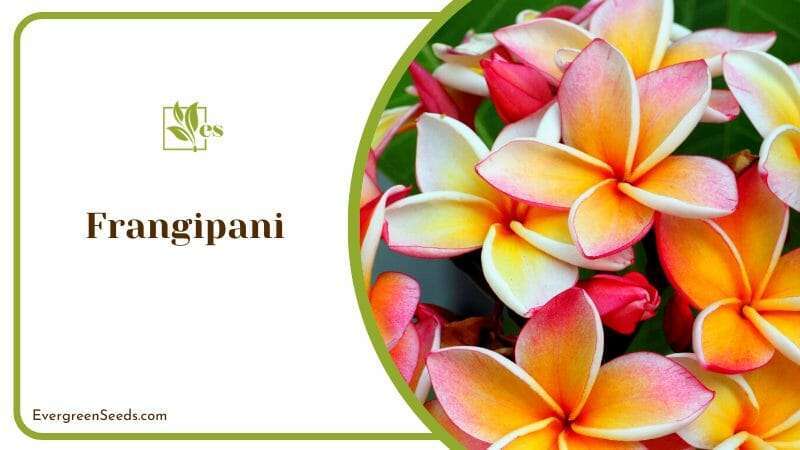 Fragrant Paradise of Frangipani Flower