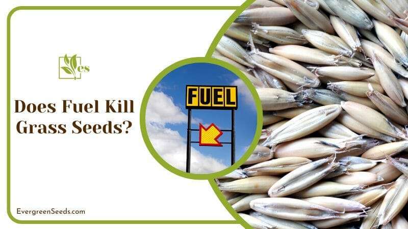 Fuel Does Not Kill Grass Seeds