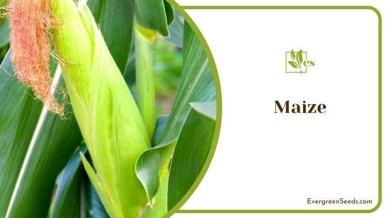 Full Grown Maize on a Plant