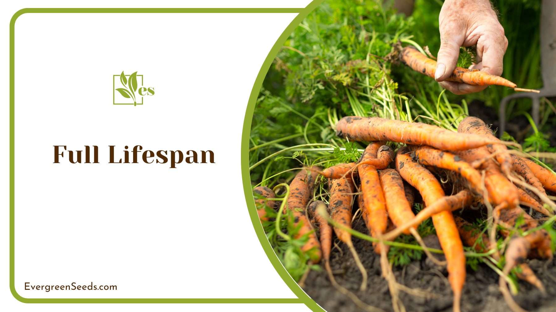 Full Lifespan of a Carrot Plant