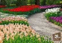 Garden Filled With Colorful Flowers