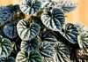 Geogenanthus ciliatus very rare plant