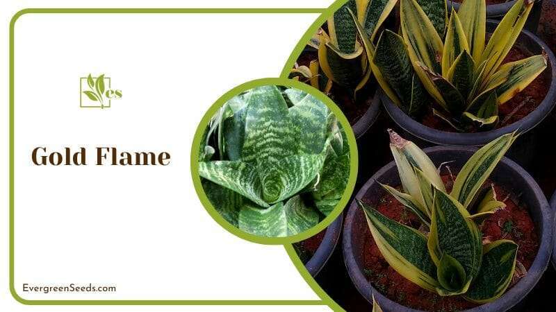 Gold Flame Plants in Pot