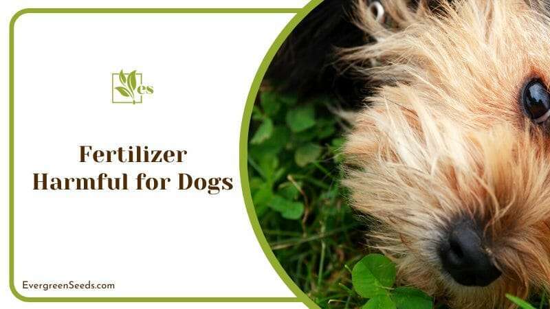 Grass Fertilizer Can be Harmful for Dogs