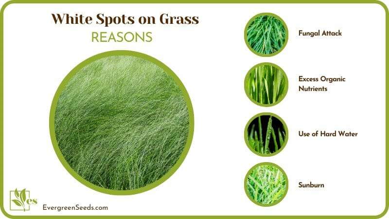 Grasses Have White Spots