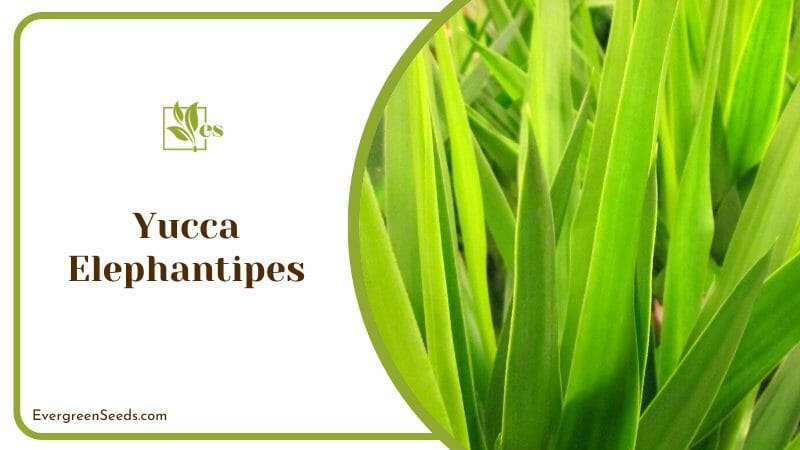 Green Leaves of Yucca Elephantipes