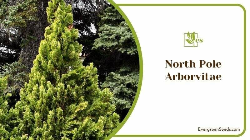 Green North Pole Arborvitae