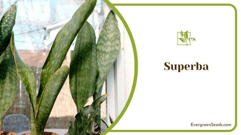 Green Superba Snake Plants