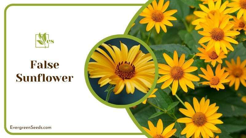 Green _ Yellow Flowerbed of False Sunflower