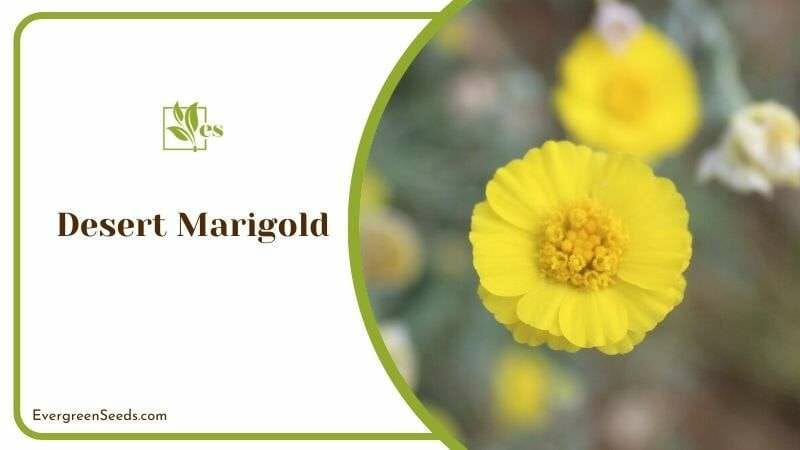 Growing Desert Marigold