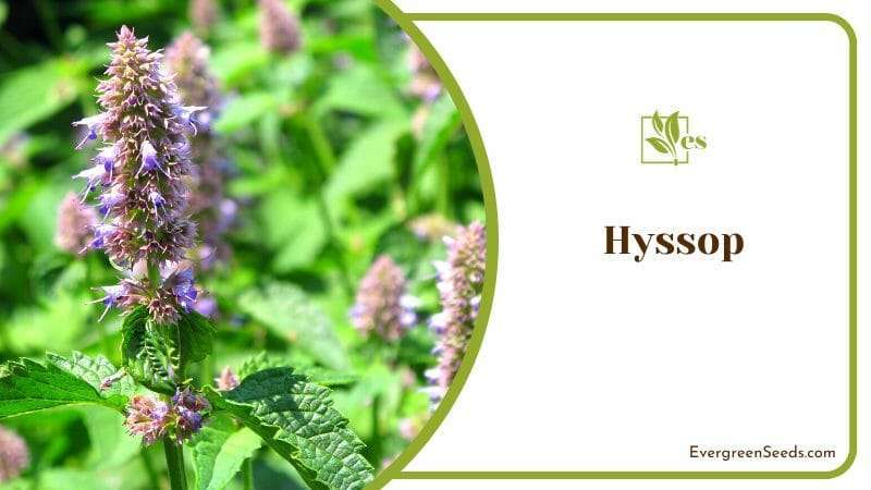 Growing Hyssop Plants in Garden