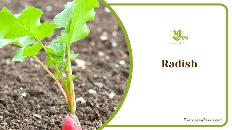Growing Radish into Soil