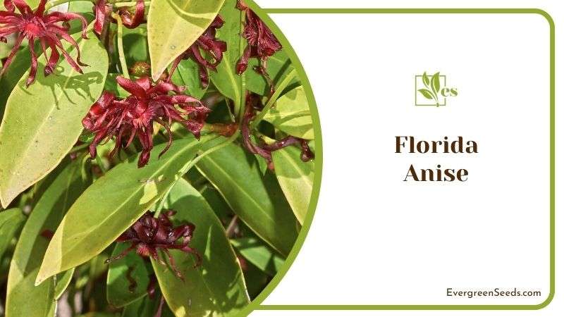 Growth and Maintenance of Florida Anise