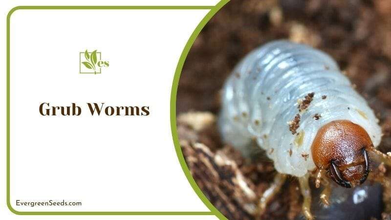 Grub Worms