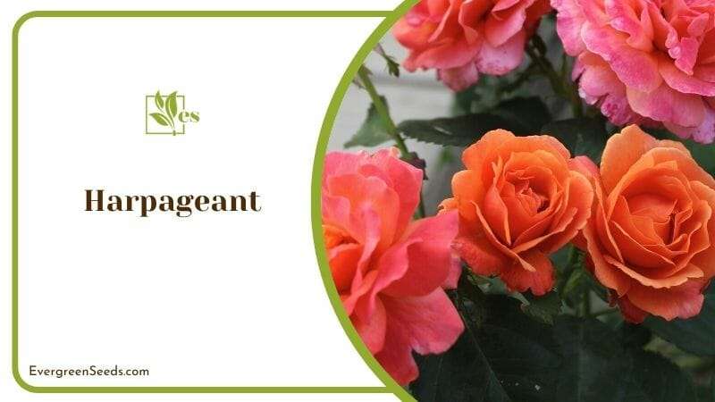 Harpageant