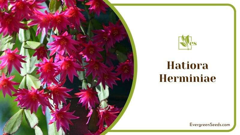 Hatiora Herminiae