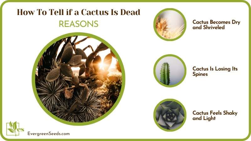How Do You Know if Your Cactus Is Dead