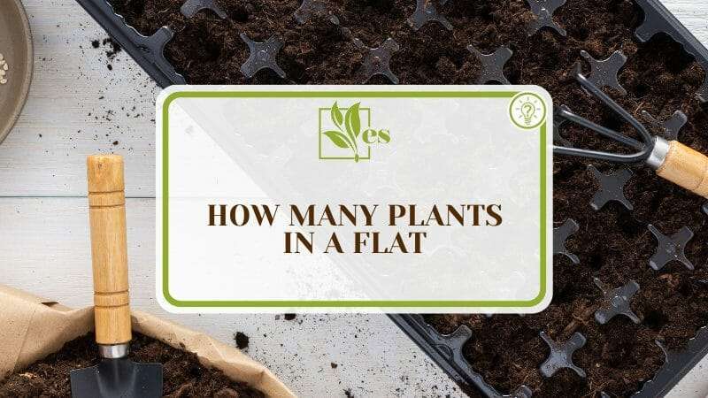 How Many Plants in a Flat