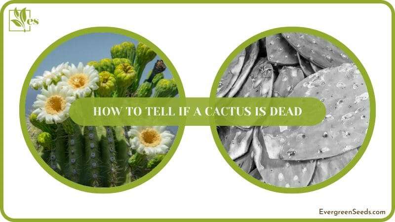 How to Save Cactus from Overwatering