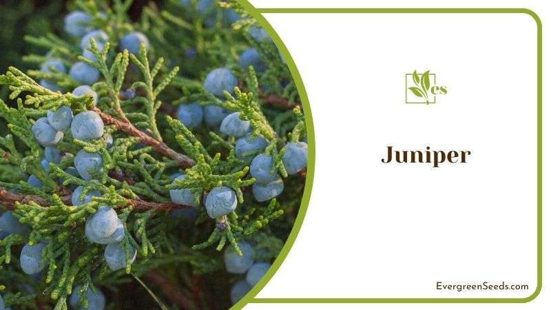 Juniper Ornamental Plant
