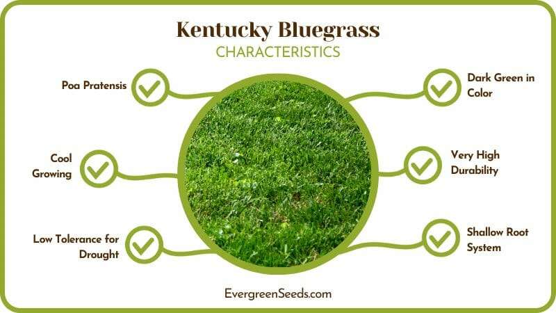 Kentucky Bluegrass Features