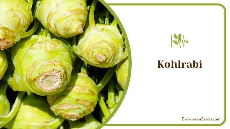 Kohlrabi Vegetable Plant at Home