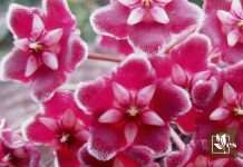 Learn The Best Practical Care for Hoya Aldrichii
