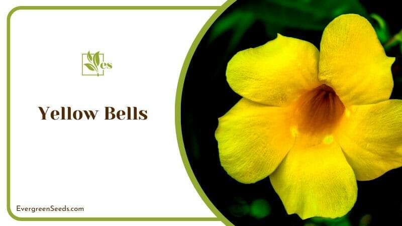 Melodious Yellow Blooms of Yellow Bells