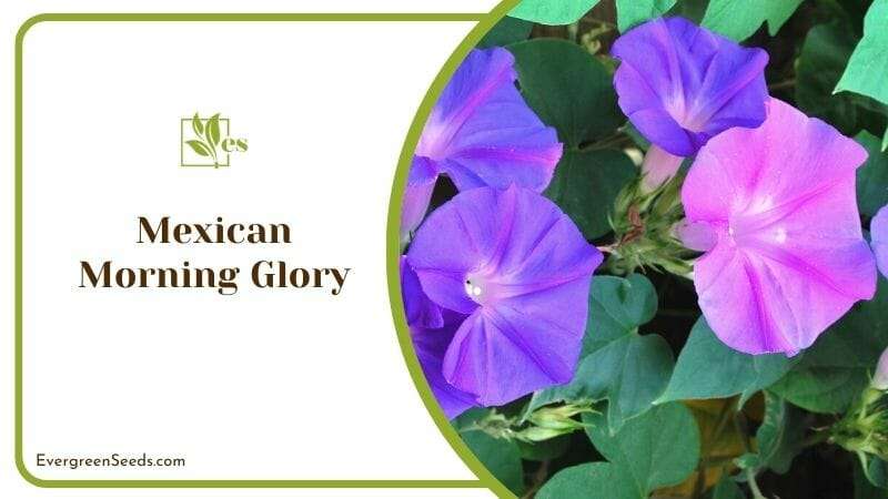 Mexican Morning Glory