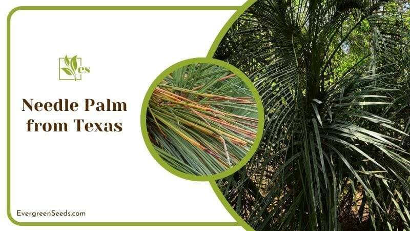 Needle Palm from Texas