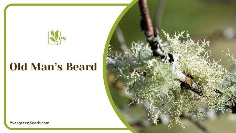 Old Man’s Beard care requirement