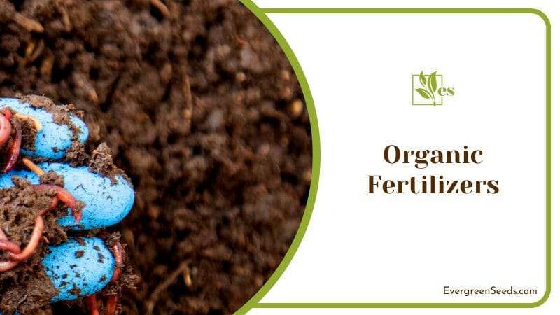 Organic Fertilizers for Lawn Grass