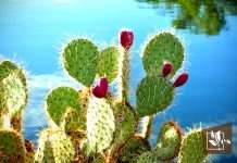 Overwatered Pear Cactus Recovery Tips