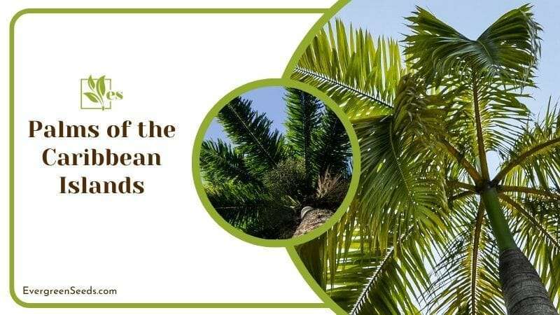 Palms of the Caribbean Islands