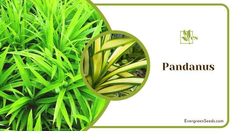 Pandanus known as screw pine