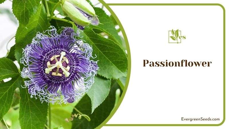 Passionflower with A Gorgeous Fringe