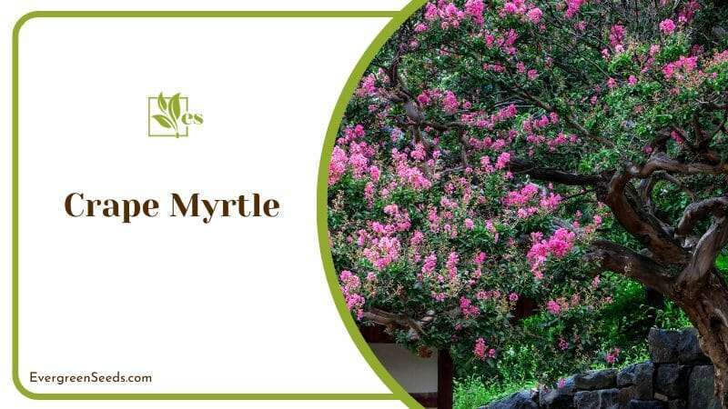 Pink Flowering Crape Myrtle Tree