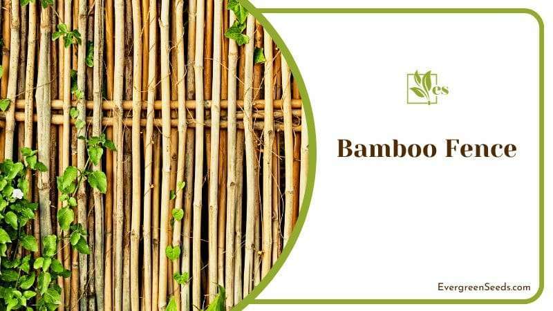 Plant on a Bamboo Fence